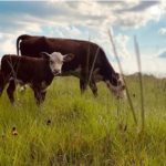 cows