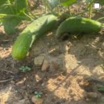 cucumber